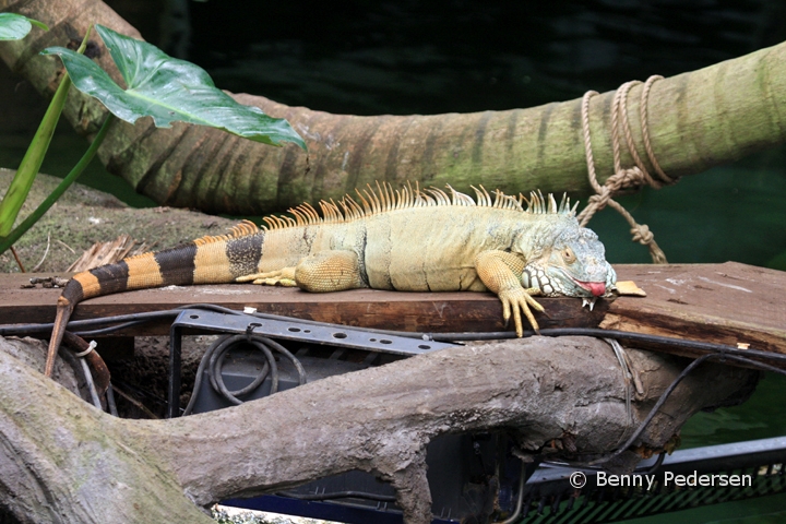 Gron Leguan  (2).jpg - Grøn Leguan (Iguana iguana)